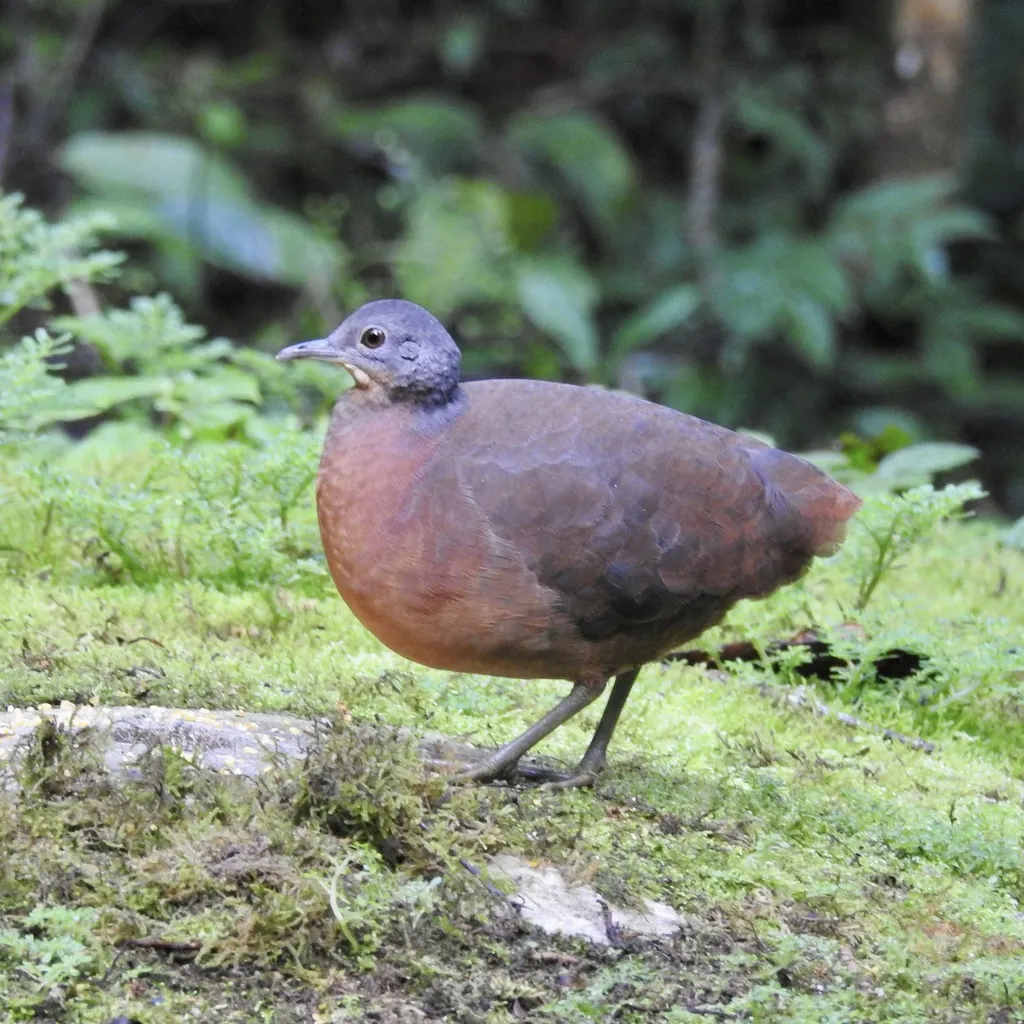 小穴䳍(Crypturellus soui)