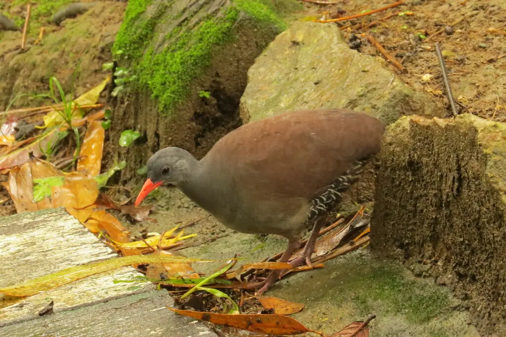 塔陶穴䳍(Crypturellus tataupa)