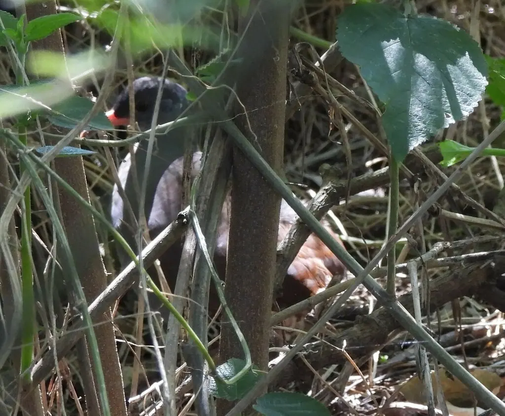 塔陶穴䳍(Crypturellus tataupa)