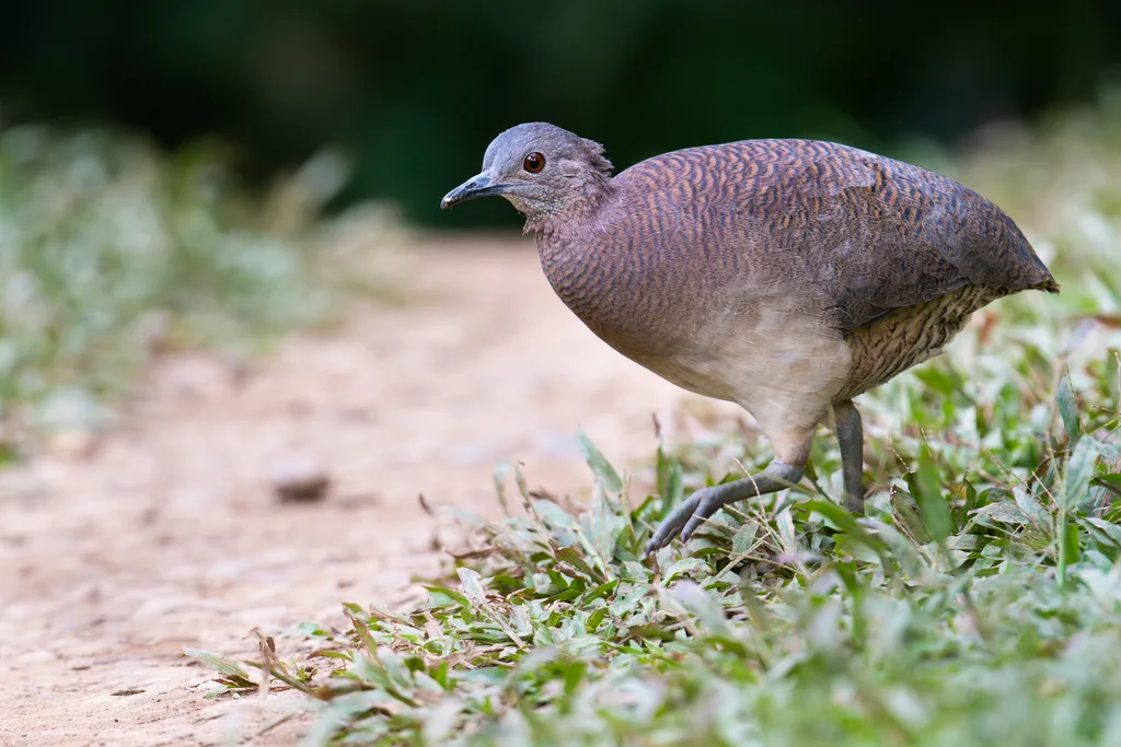 波斑穴䳍（Crypturellus undulatus）