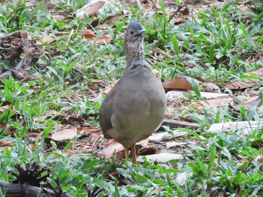 波斑穴䳍（Crypturellus undulatus）