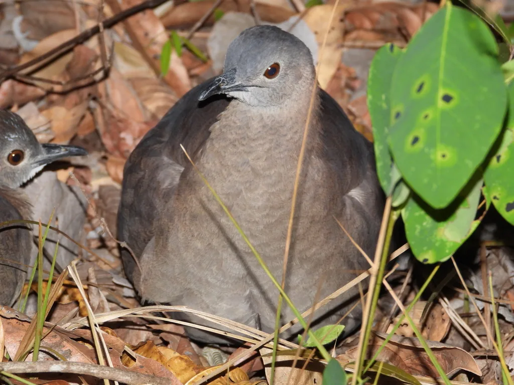 波斑穴䳍（Crypturellus undulatus）