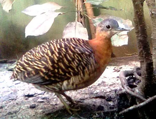 杂色穴䳍(Crypturellus variegatus)