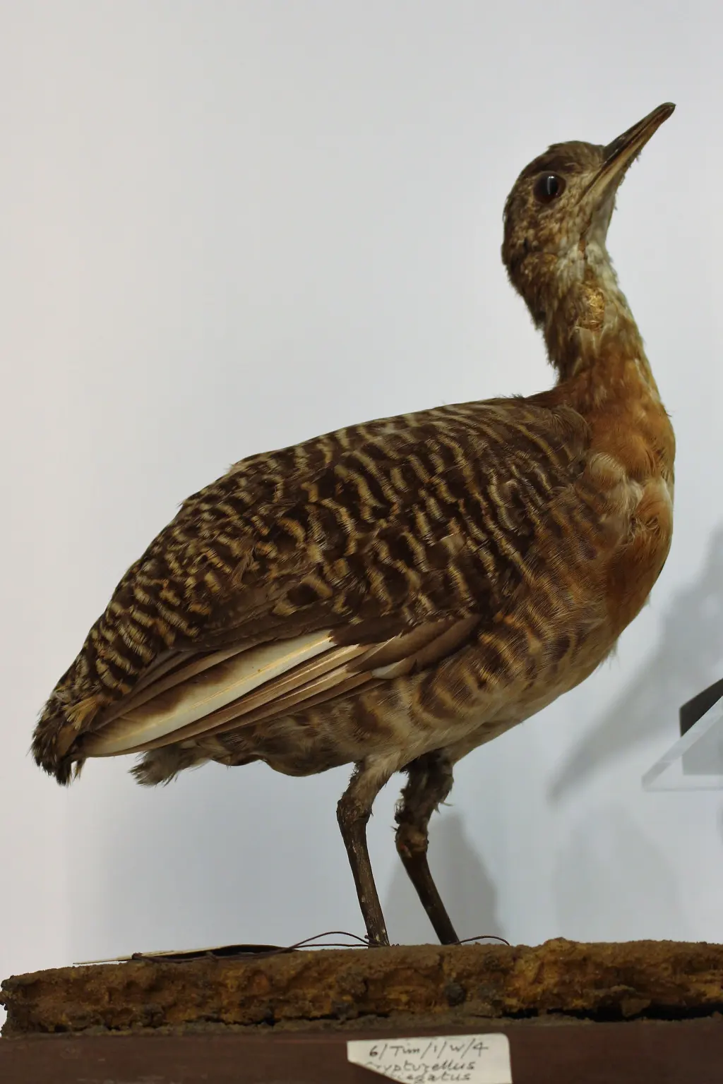 杂色穴䳍(Crypturellus variegatus)