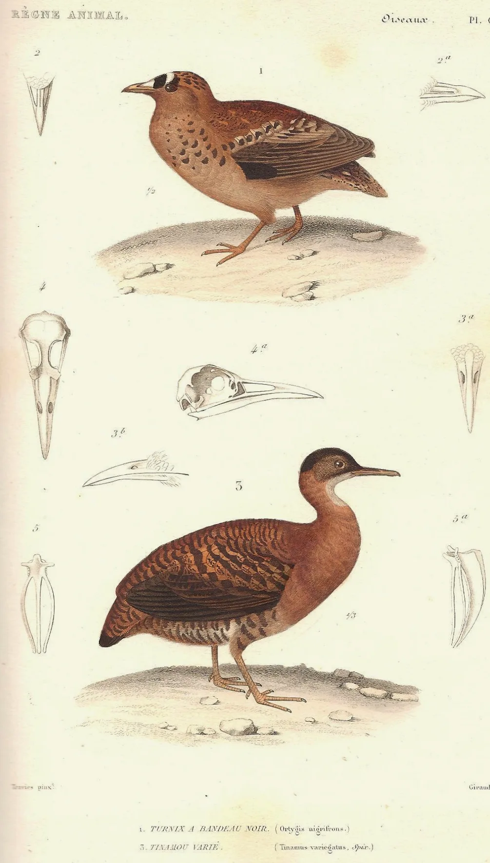 杂色穴䳍(Crypturellus variegatus)