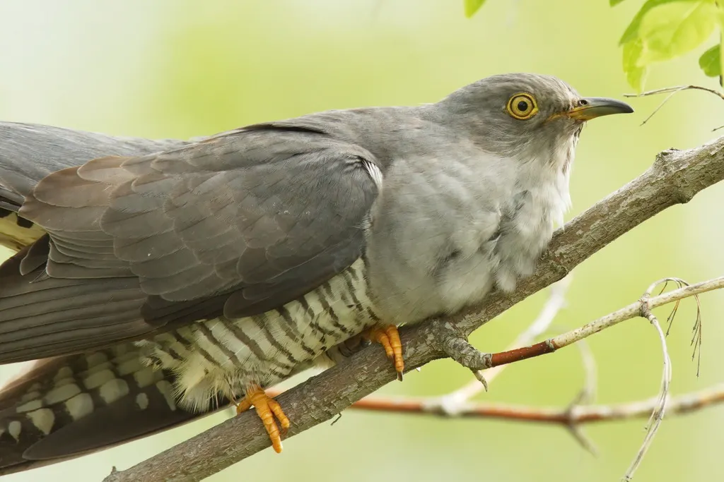 大杜鹃(Cuculus canorus)