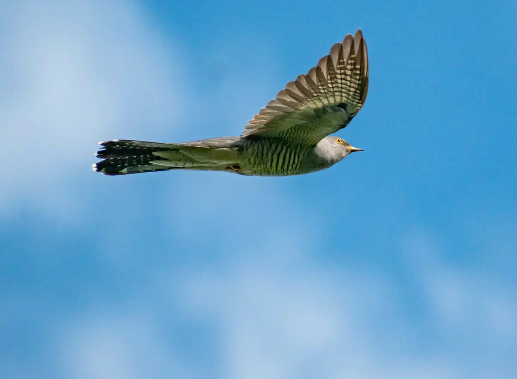 大杜鹃(Cuculus canorus)