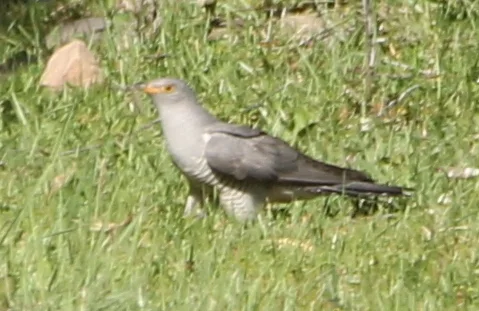 大杜鹃(Cuculus canorus)