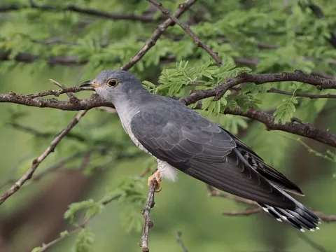 非洲杜鹃
