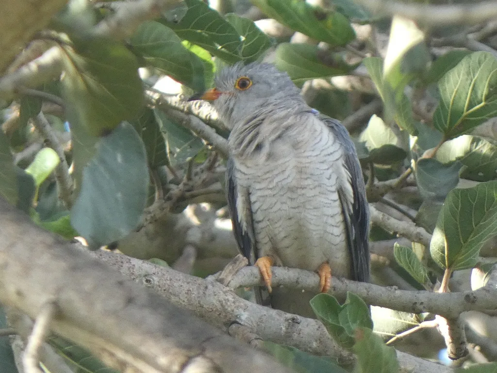 非洲杜鹃(Cuculus gularis)