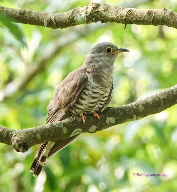 四声杜鹃(Cuculus micropterus)