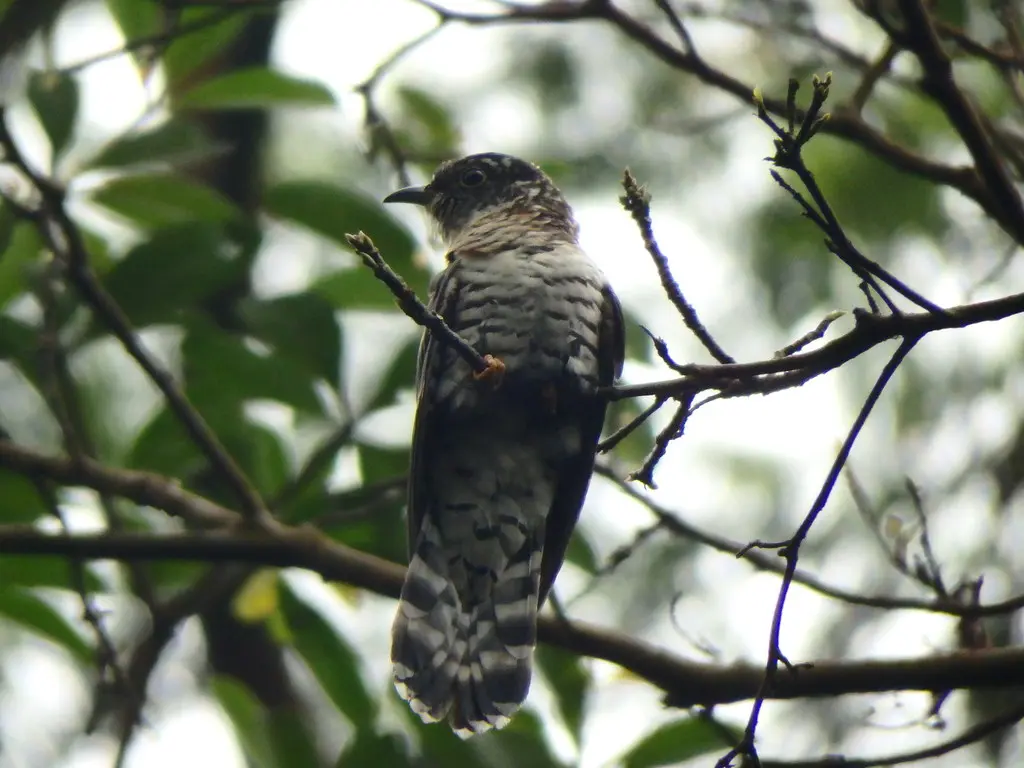 四声杜鹃(Cuculus micropterus)