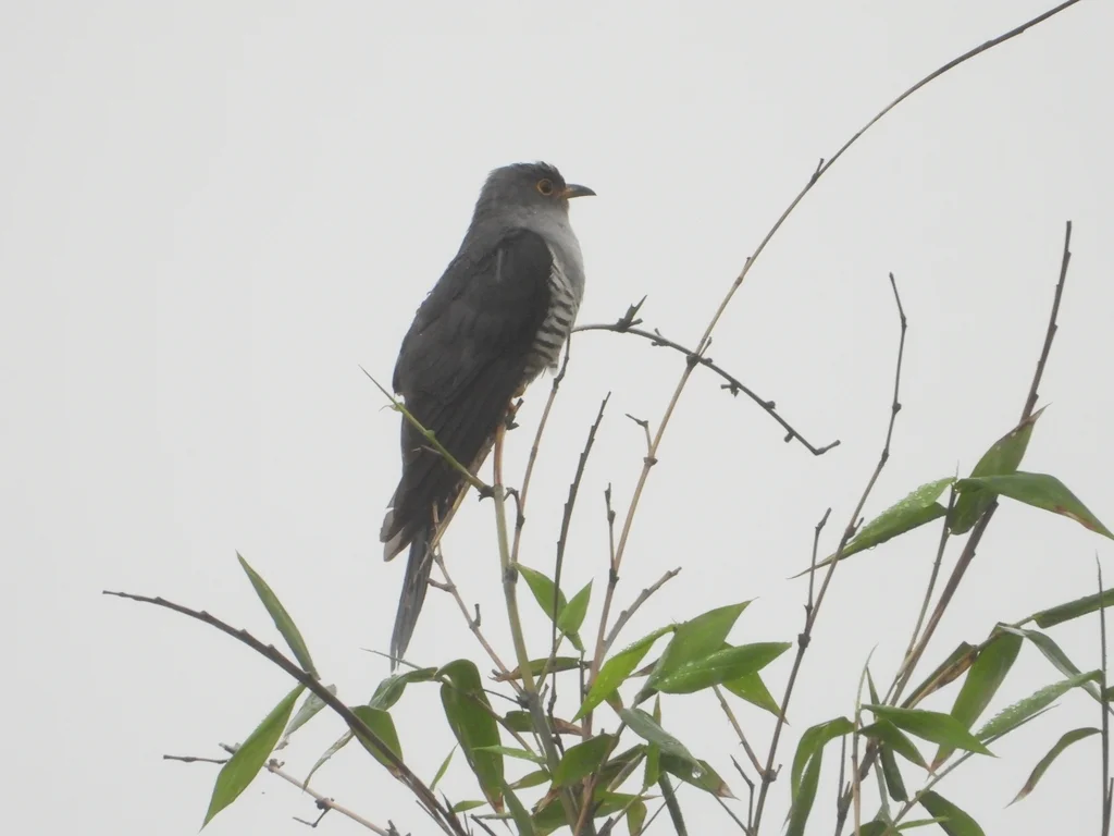 东方中杜鹃(Cuculus optatus)