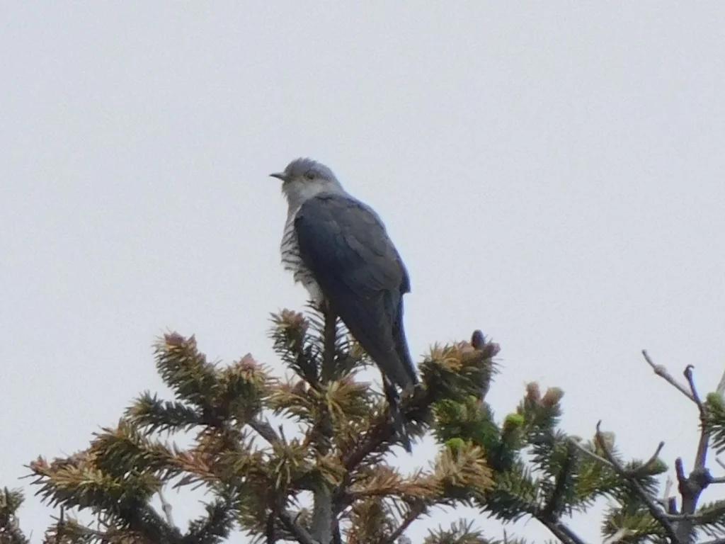 小杜鹃(Cuculus poliocephalus)