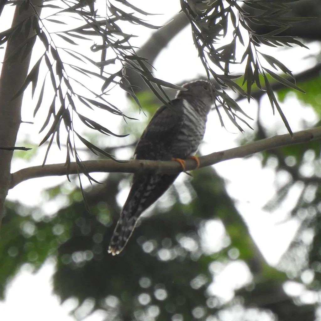 小杜鹃(Cuculus poliocephalus)