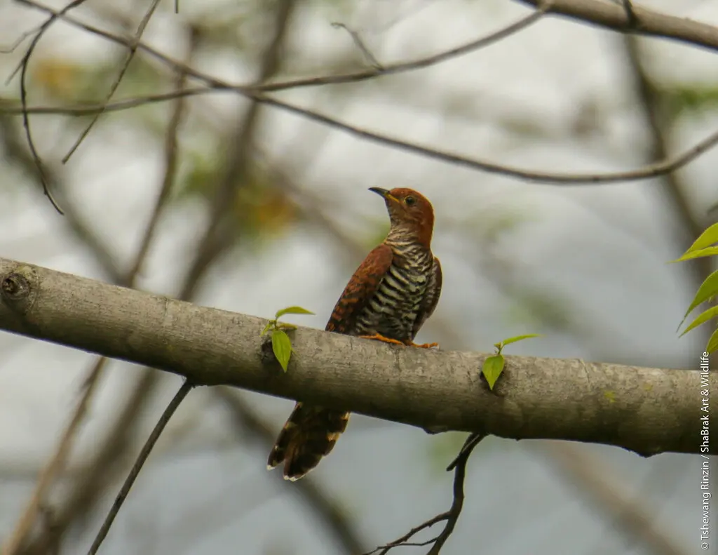 小杜鹃(Cuculus poliocephalus)