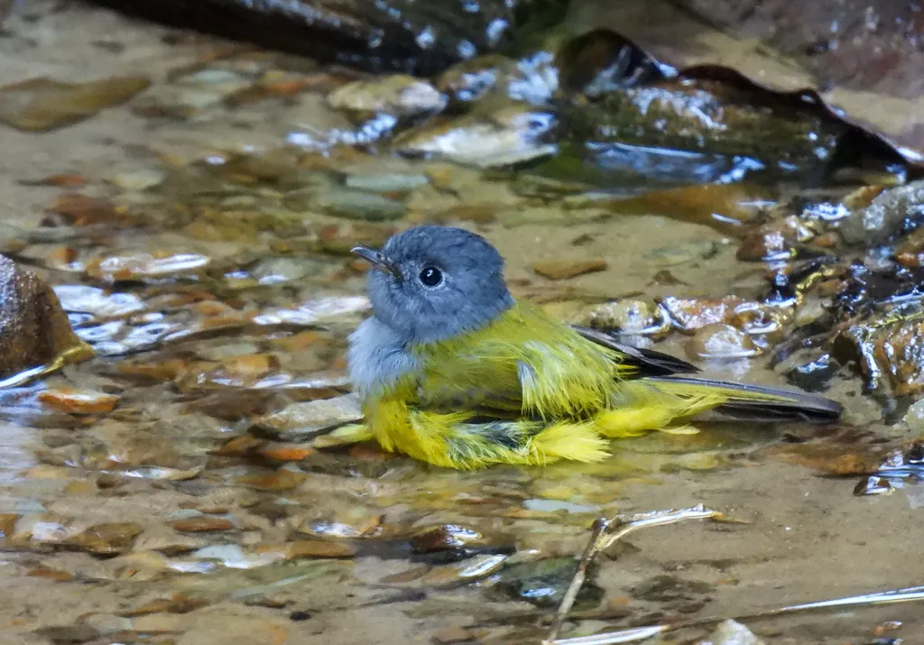 方尾鹟(Culicicapa ceylonensis)