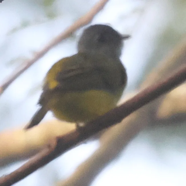 方尾鹟(Culicicapa ceylonensis)