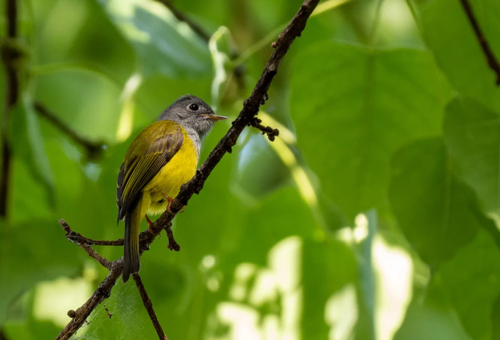 方尾鹟(Culicicapa ceylonensis)