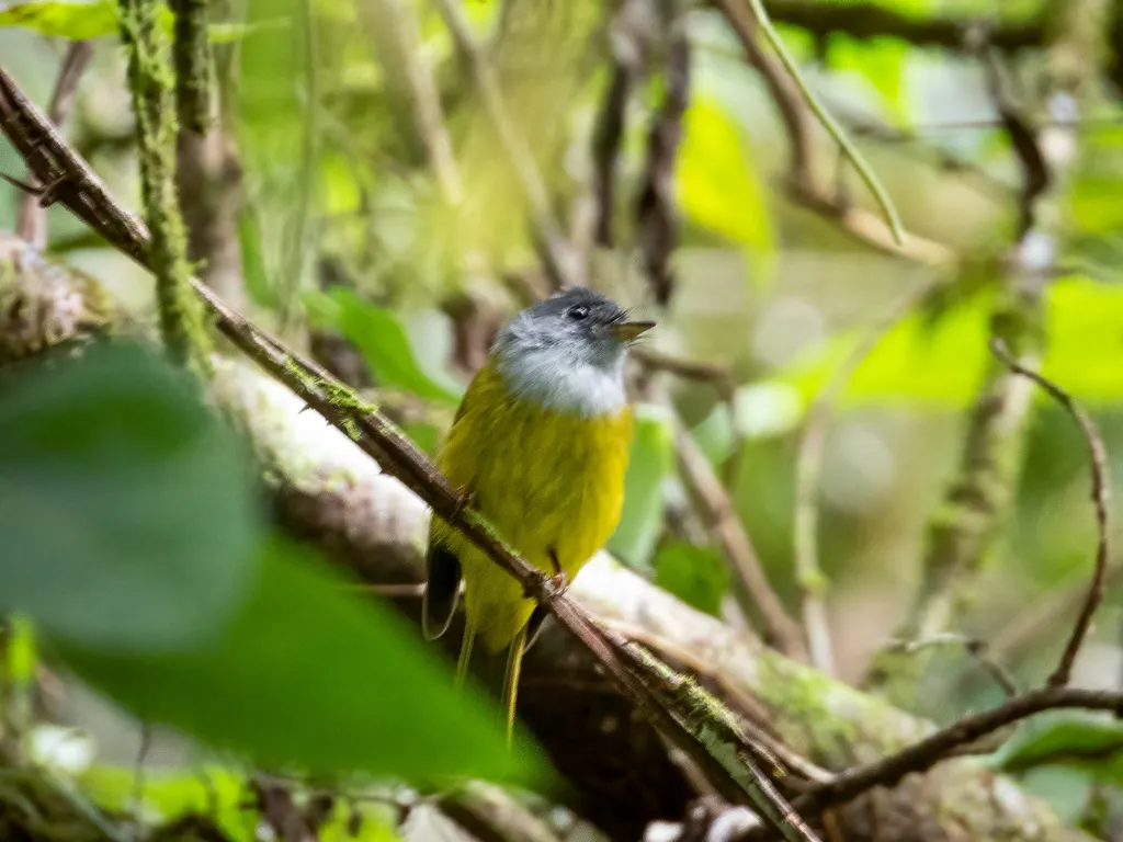 方尾鹟(Culicicapa ceylonensis)