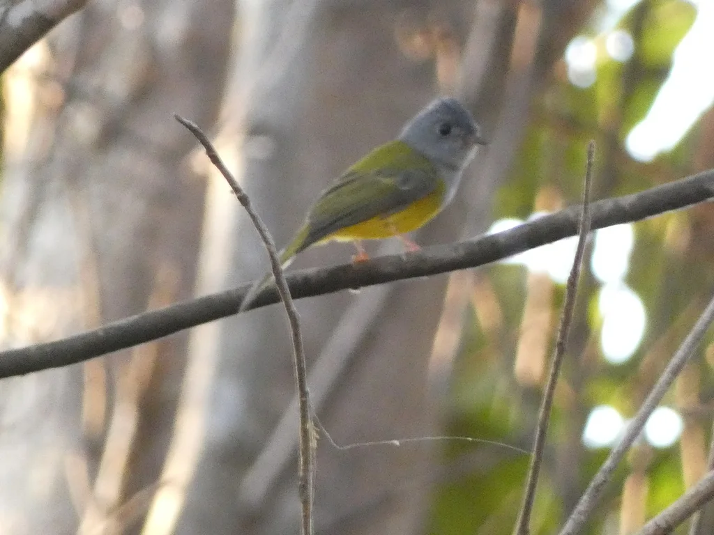方尾鹟(Culicicapa ceylonensis)