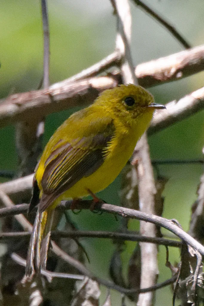 柠黄仙鹟(Culicicapa helianthea)