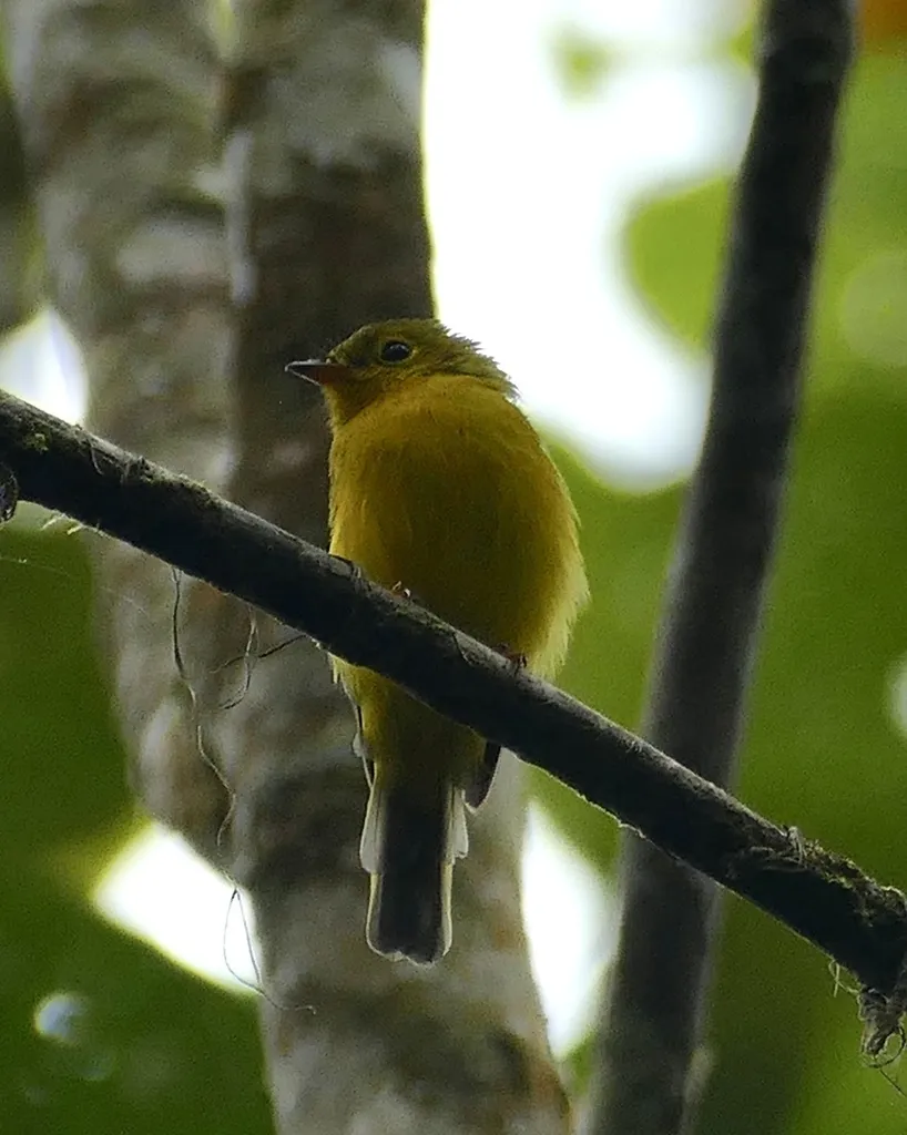 柠黄仙鹟(Culicicapa helianthea)