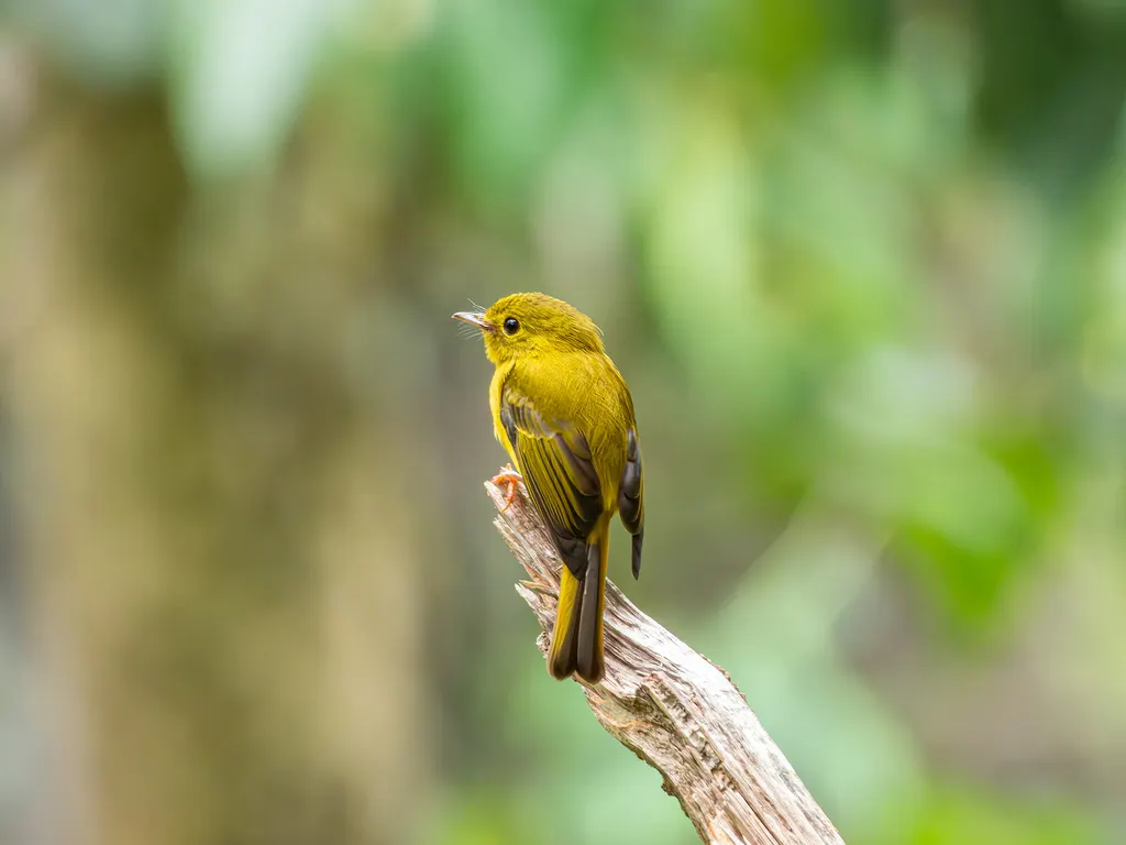 柠黄仙鹟(Culicicapa helianthea)