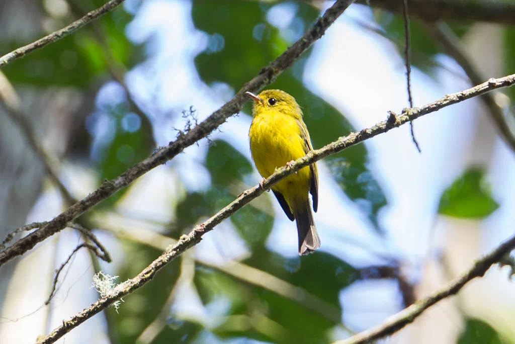 柠黄仙鹟(Culicicapa helianthea)