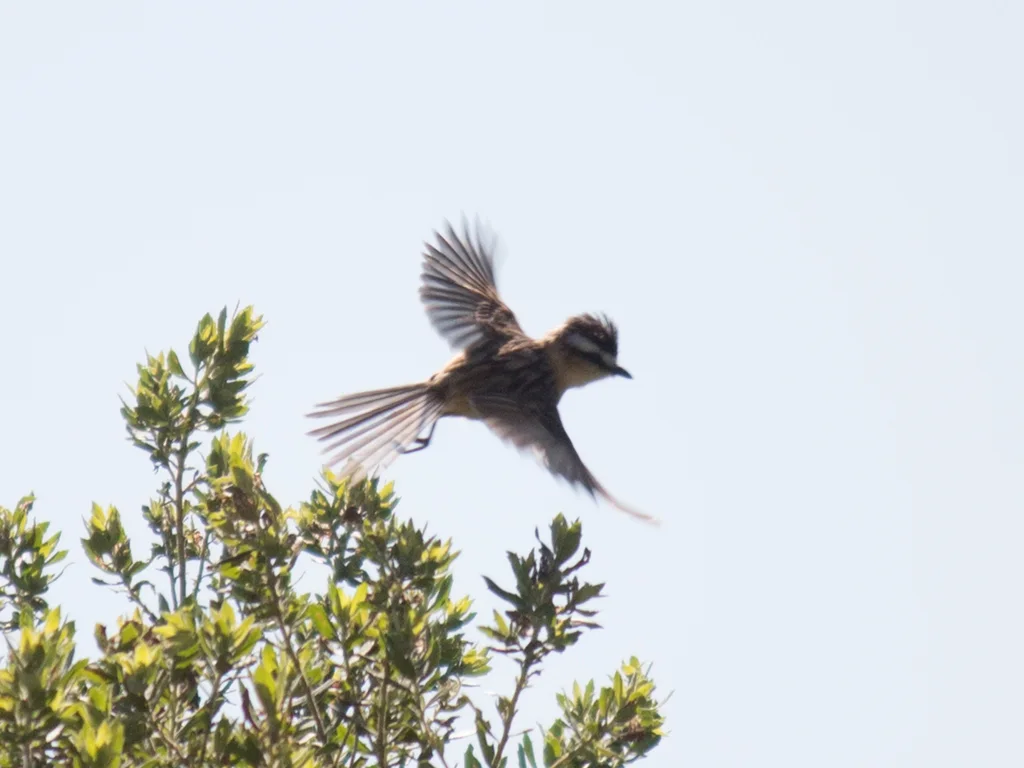尖尾霸鹟（Culicivora caudacuta）
