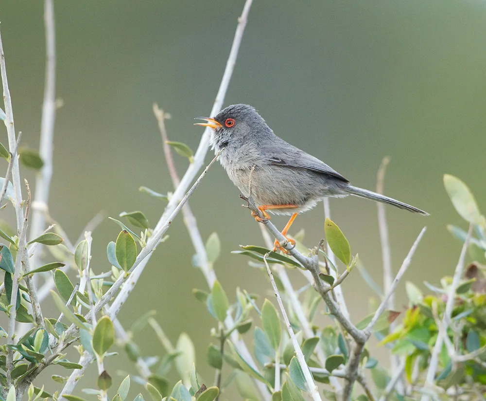 巴岛林莺(Curruca balearica)