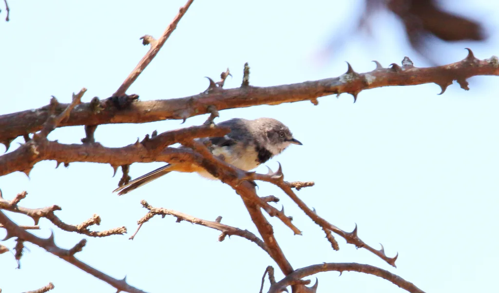 斑林莺(Curruca boehmi)