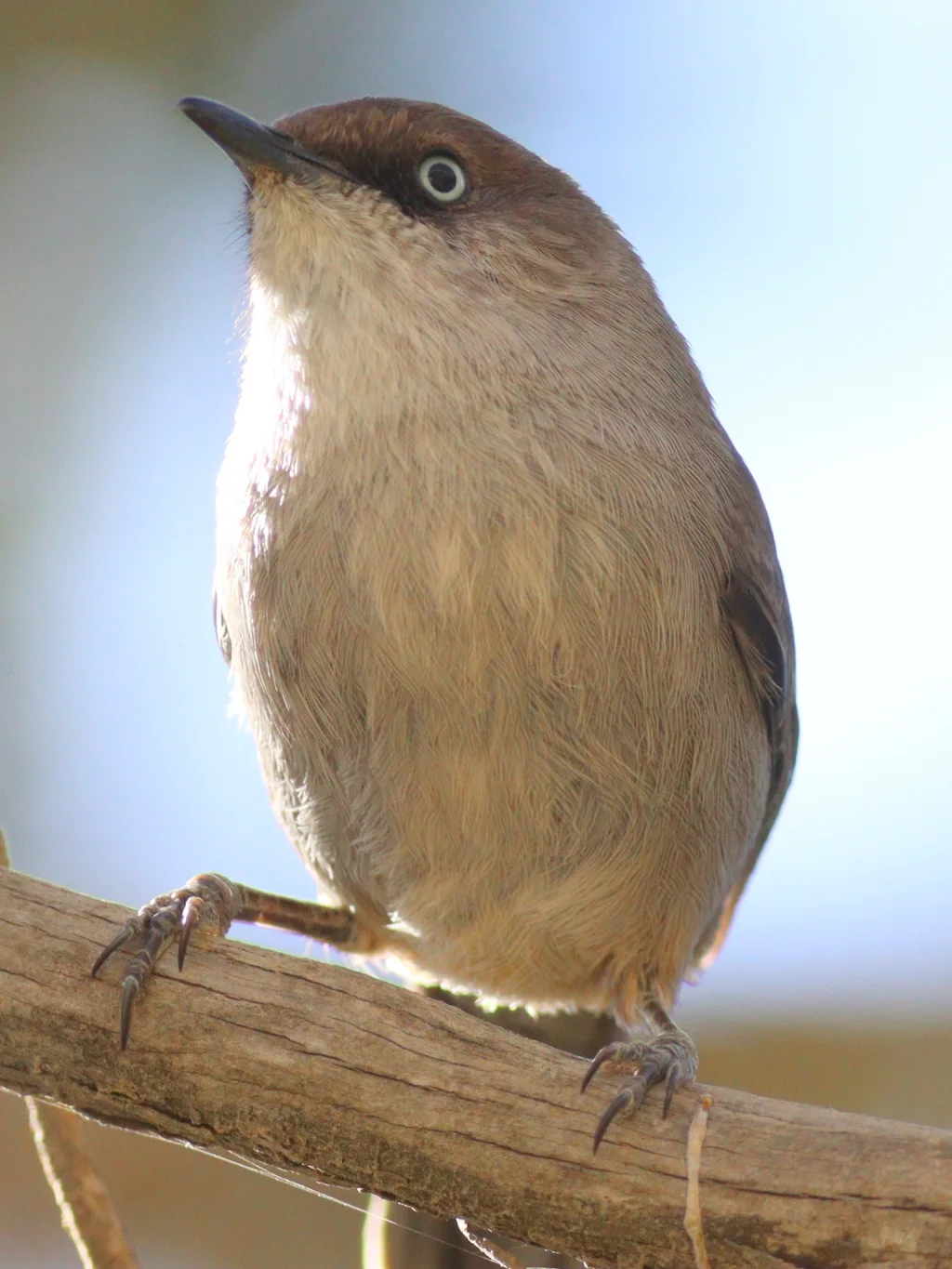 也门林莺(Curruca buryi)