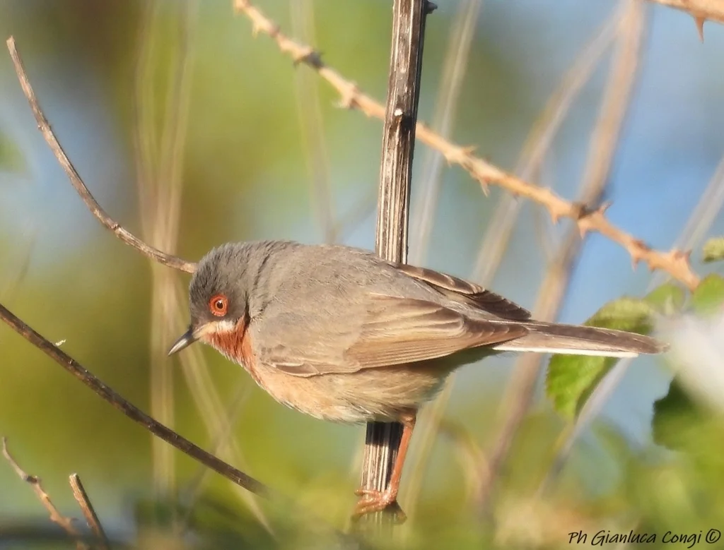 亚高山林莺(Curruca cantillans)