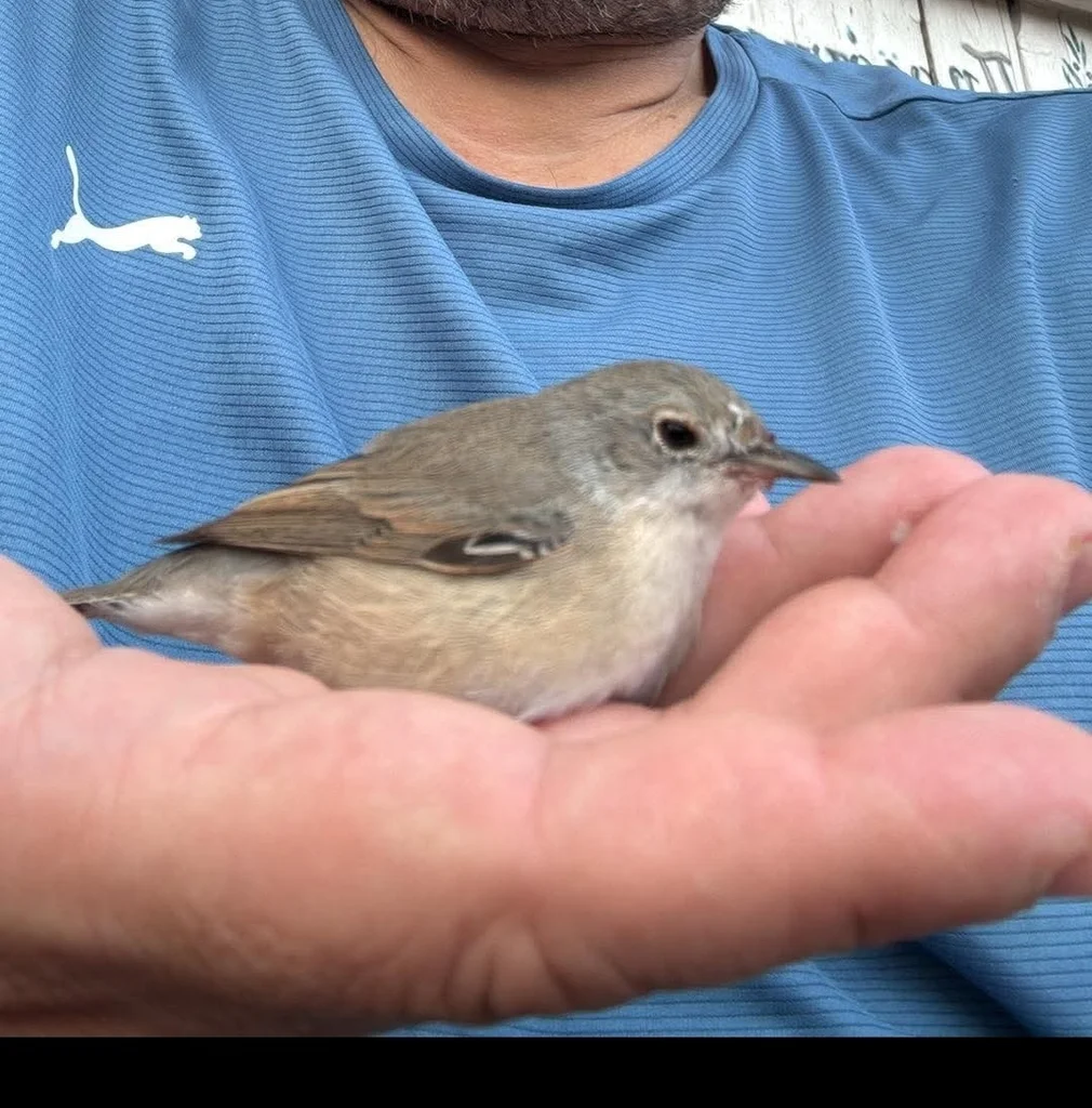 亚高山林莺(Curruca cantillans)