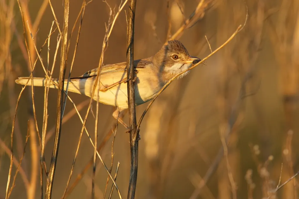 灰白喉林莺(Curruca communis)