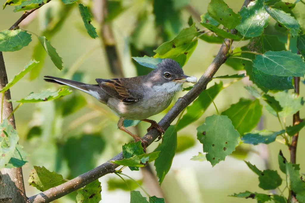 灰白喉林莺(Curruca communis)