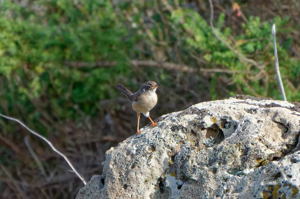 白眶林莺(Curruca conspicillata)