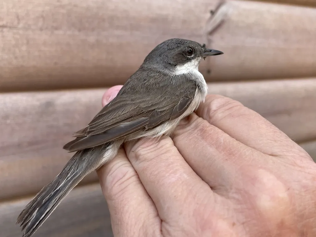 白喉林莺（Curruca curruca）