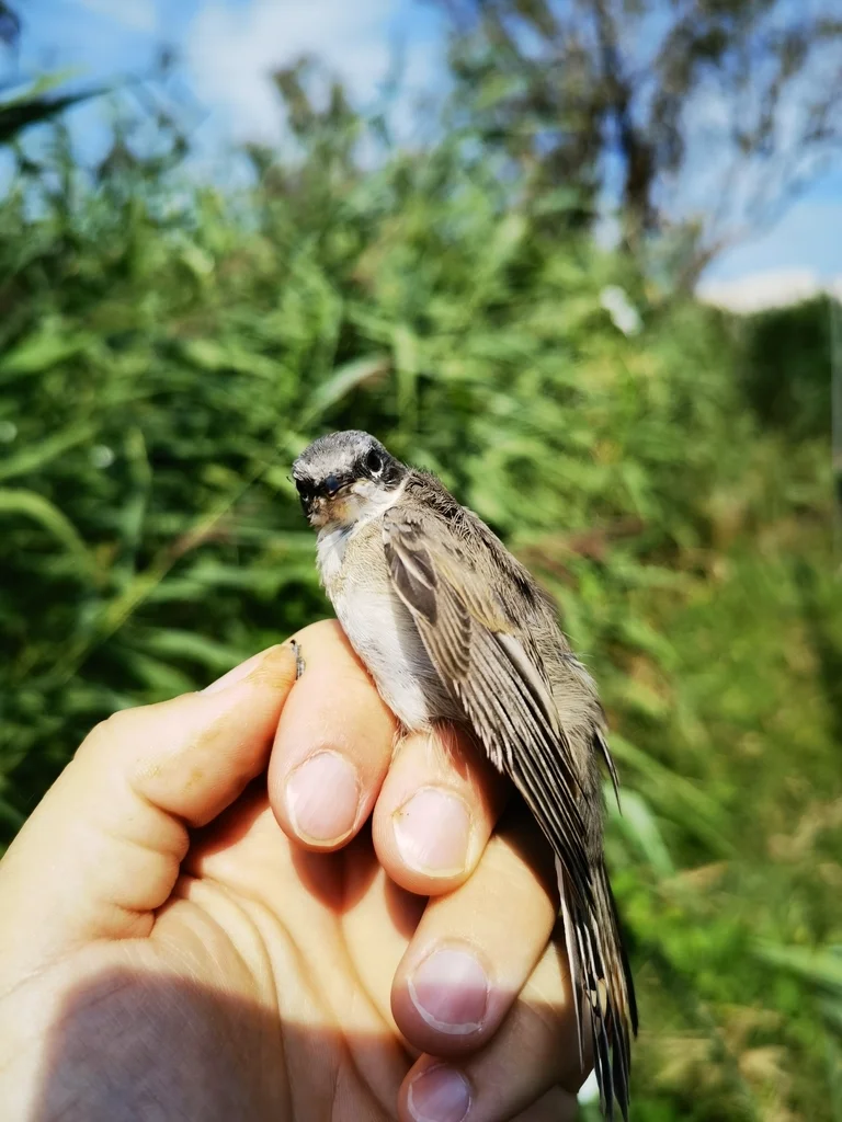 白喉林莺（Curruca curruca）