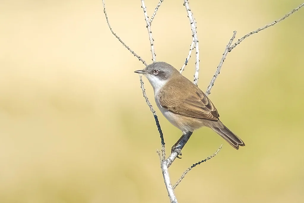 白喉林莺（Curruca curruca）