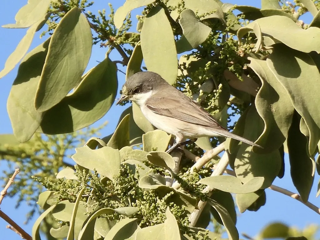 白喉林莺（Curruca curruca）