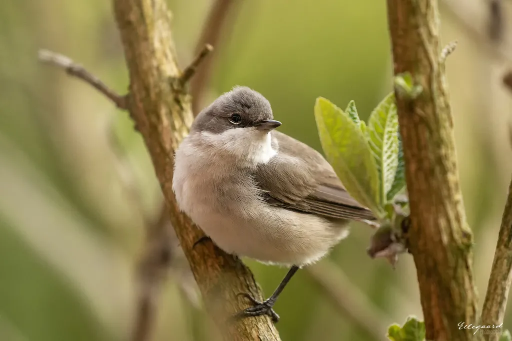 白喉林莺（Curruca curruca）