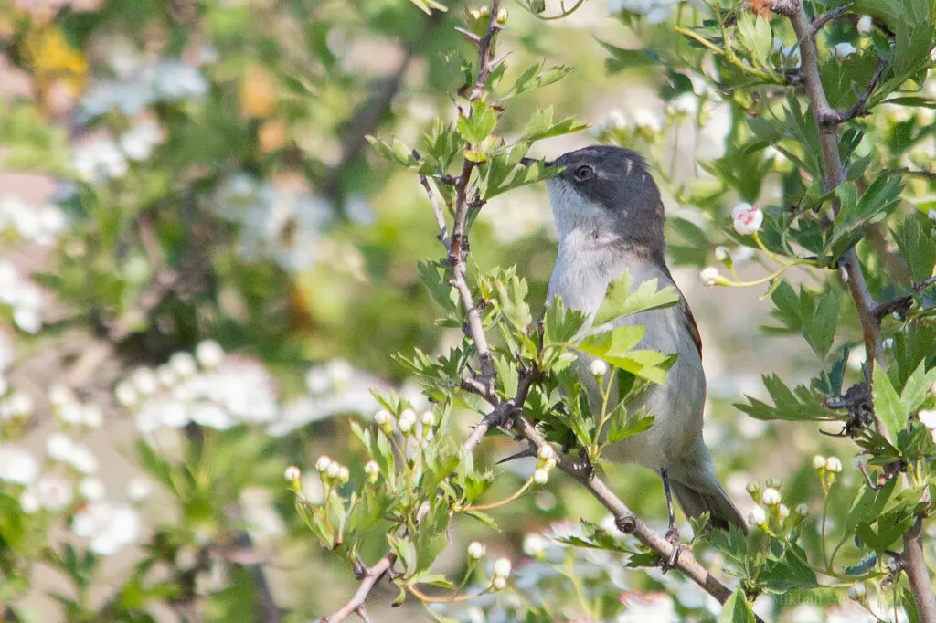 白喉林莺（Curruca curruca）
