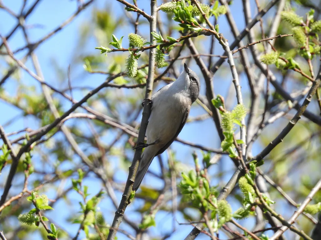 白喉林莺（Curruca curruca）