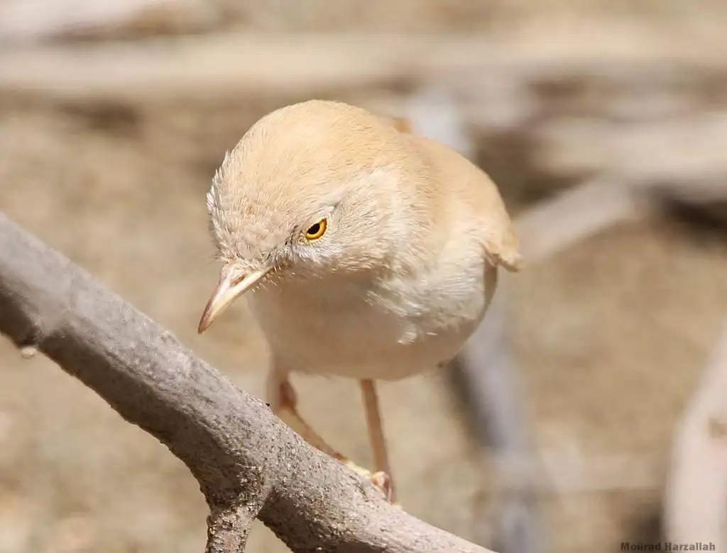 非洲漠林莺(Curruca deserti)