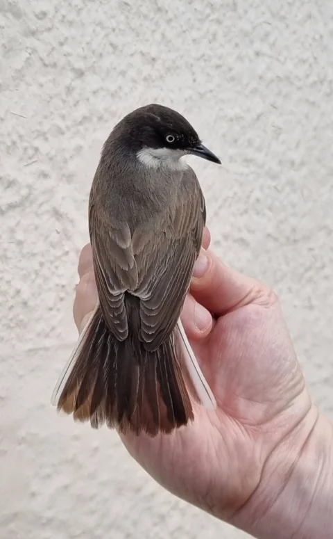 歌林莺