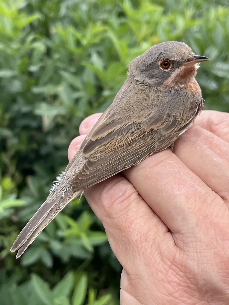西亚高山林莺(Curruca iberiae)