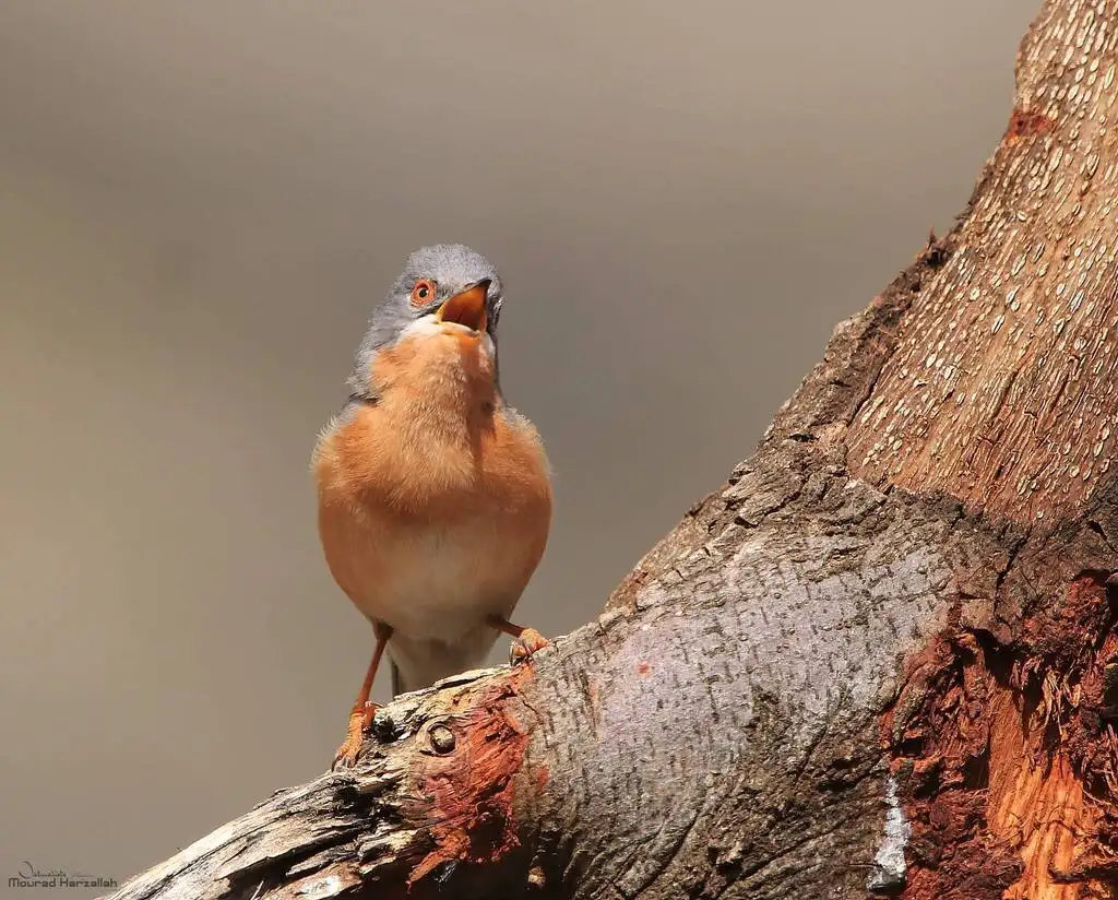 西亚高山林莺(Curruca iberiae)