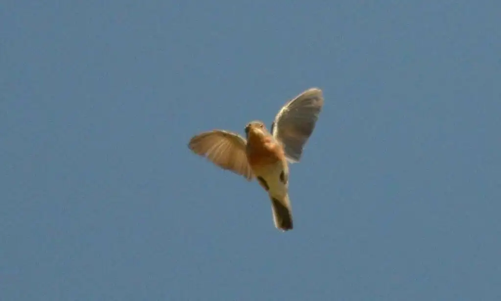 西亚高山林莺(Curruca iberiae)